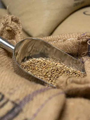 Pelle inox remplie de grains de café vert