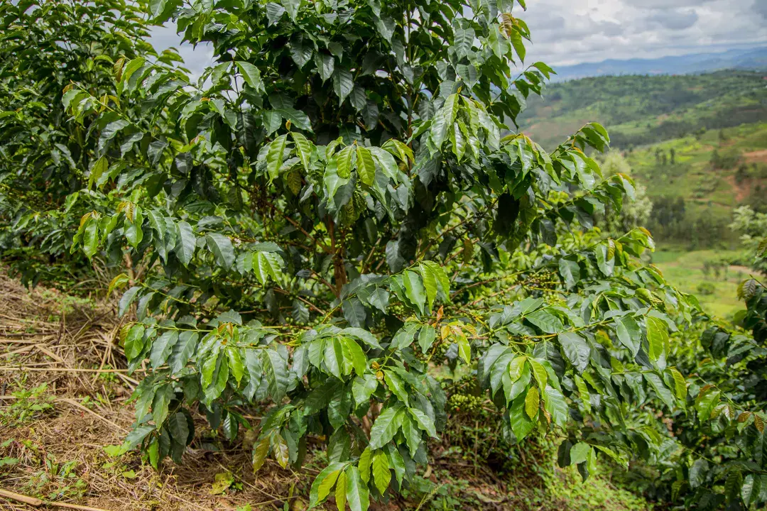 Plant de caféier portant des cerises de café vertes devant un paysage du Rwanda