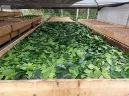 Feuilles de caféier en train de secher