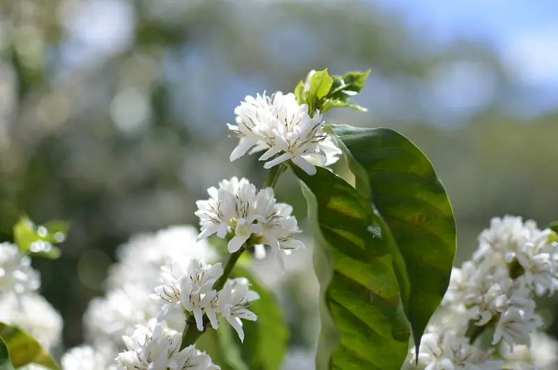 Photo de fleurs de caféiers.webp